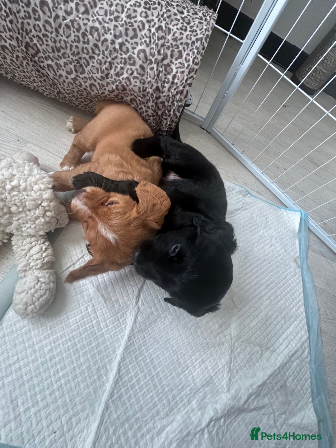Mixed Breed dogs for sale: KC COCKER X MINI COLLIE PUPS  - Advert 8