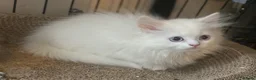 Munchkin cats for sale: ✨ Adorable TICA Registered Munchkin Kittens ✨ - Advert 25