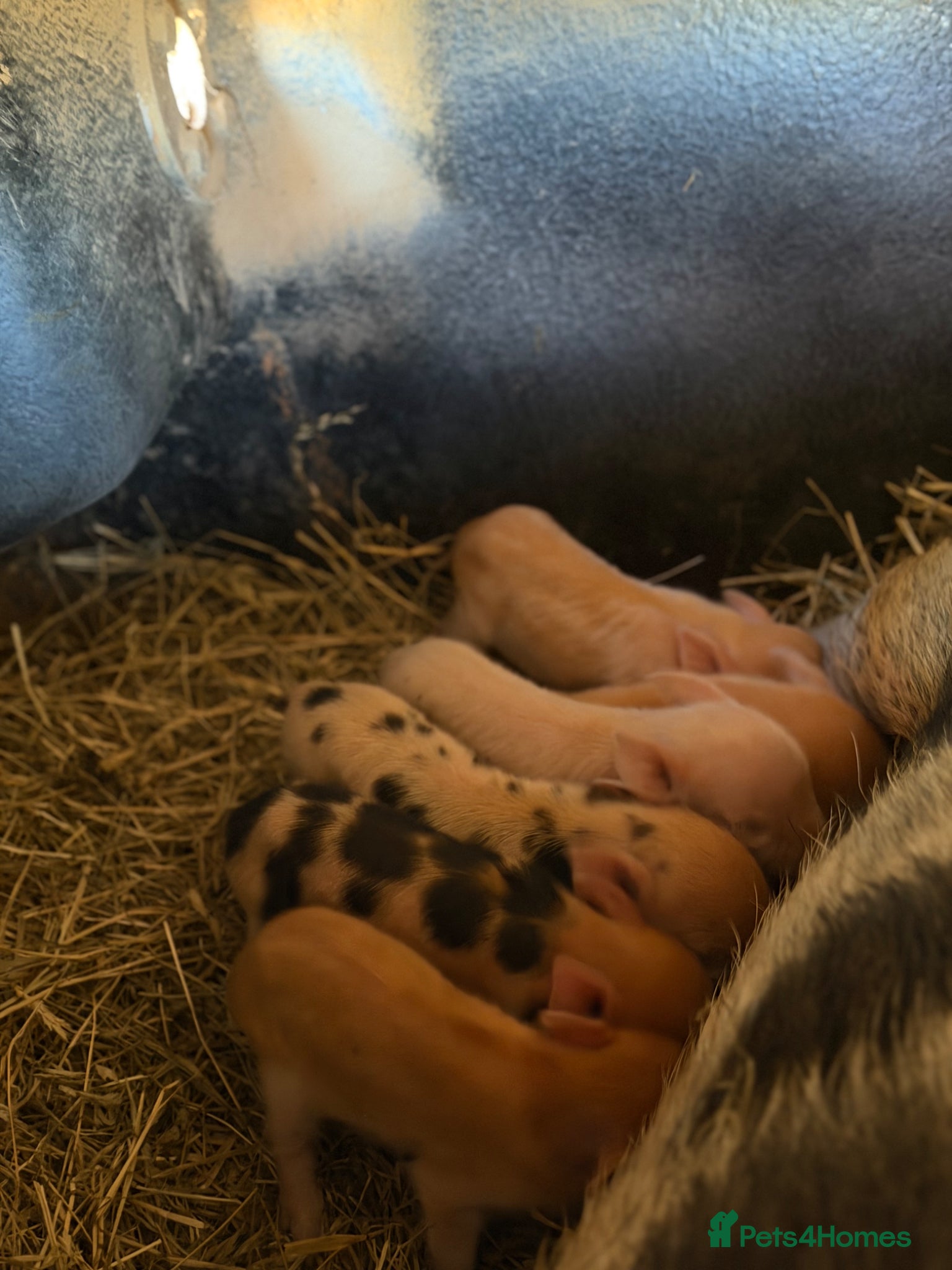 Pig livestock Kune kune piglets  - Advert 2