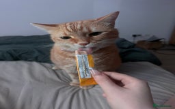 Domestic Shorthair cats for sale: Lovable Ginger Cat Looking for Her Forever Home 🧡 - Image 2