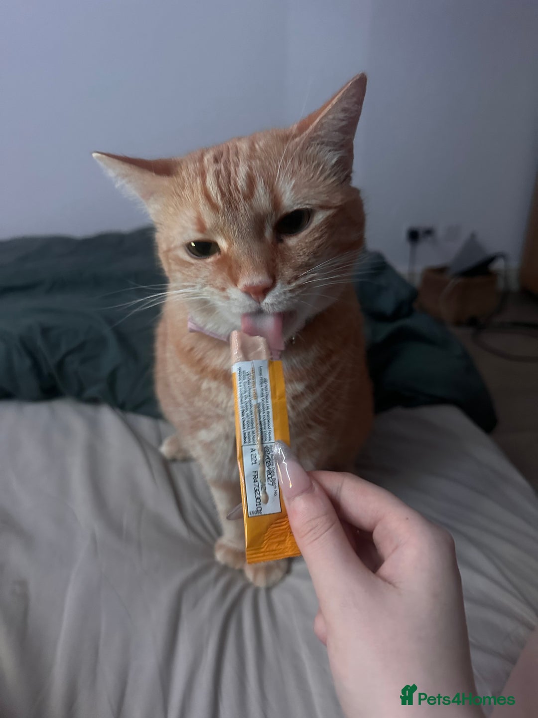 Domestic Shorthair cats for sale: Lovable Ginger Cat Looking for Her Forever Home 🧡 - Image 2