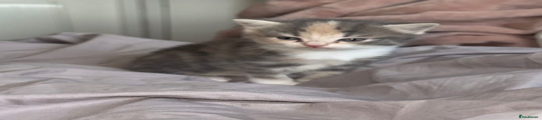Grey & white Kitten 3