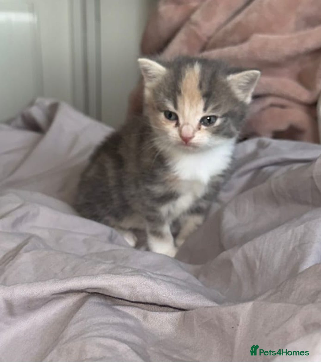 Scottish Fold cats for sale: Scottish Fold Kittens ready for Loving Homes - Image 3