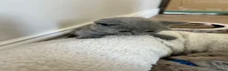 British Shorthair cats for sale: Stunning British shorthair kittens  in Birmingham - Advert 18
