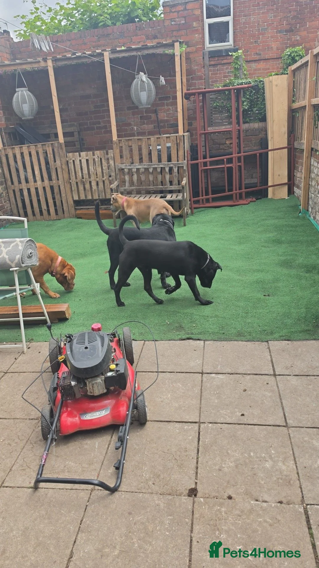 Mixed Breed dogs for sale: Rebel - Advert 2