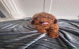 Maltipoo dogs for sale: Health tested rare coat red maltipoos for sale🐶!! - Image 10