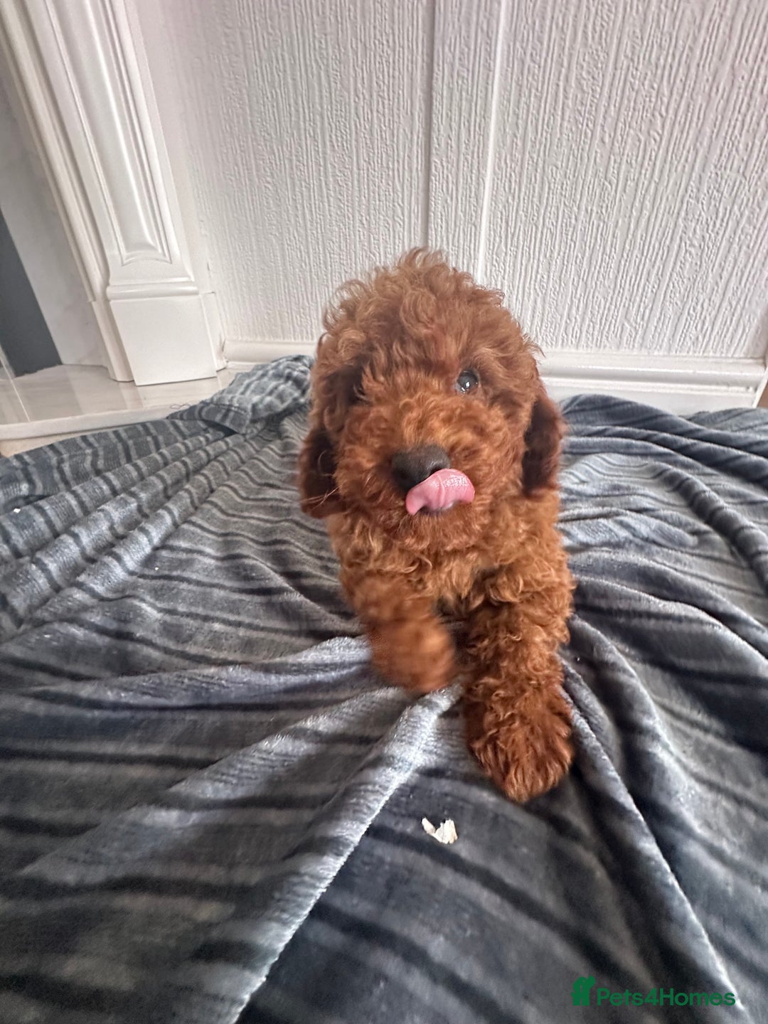 Maltipoo dogs for sale: Health tested rare coat red maltipoos for sale🐶!! - Image 10