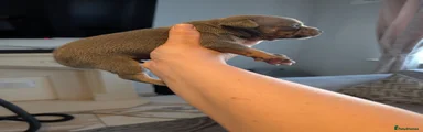 Staffordshire Bull Terrier Puppy 9