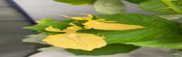Stick Insects invertebrates for sale: Leaf insects (phyllium philippinicum) stick insect - Advert 4