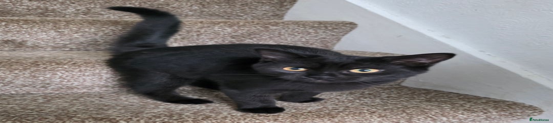 Mixed Breed Kitten 2