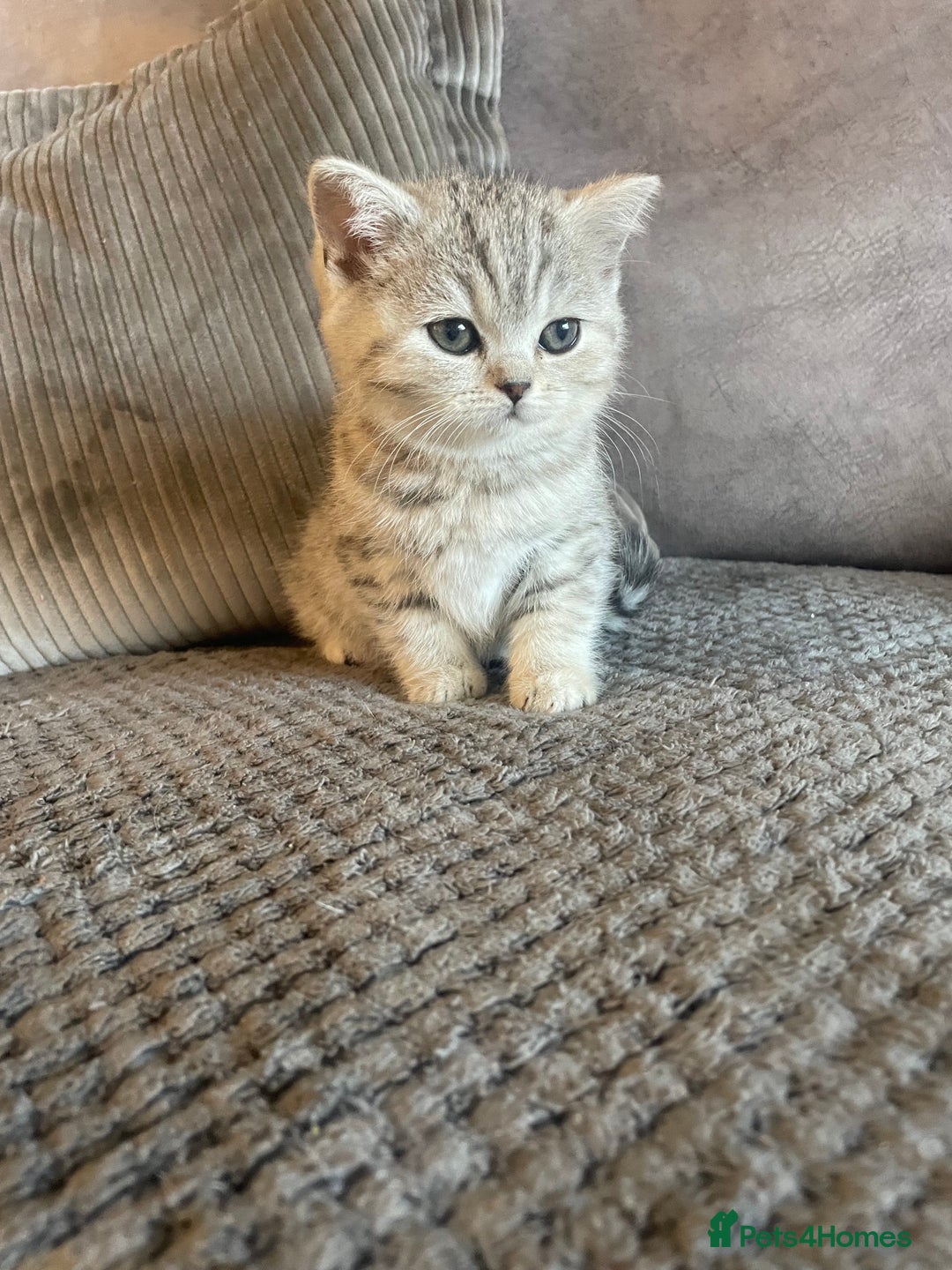 British Shorthair cats for sale: Beautiful GCCF reg female BSH available - Advert 6
