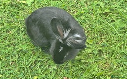 Dutch rabbits for sale: Male Lionhead rabbit and Male European rabbit  - Image 2
