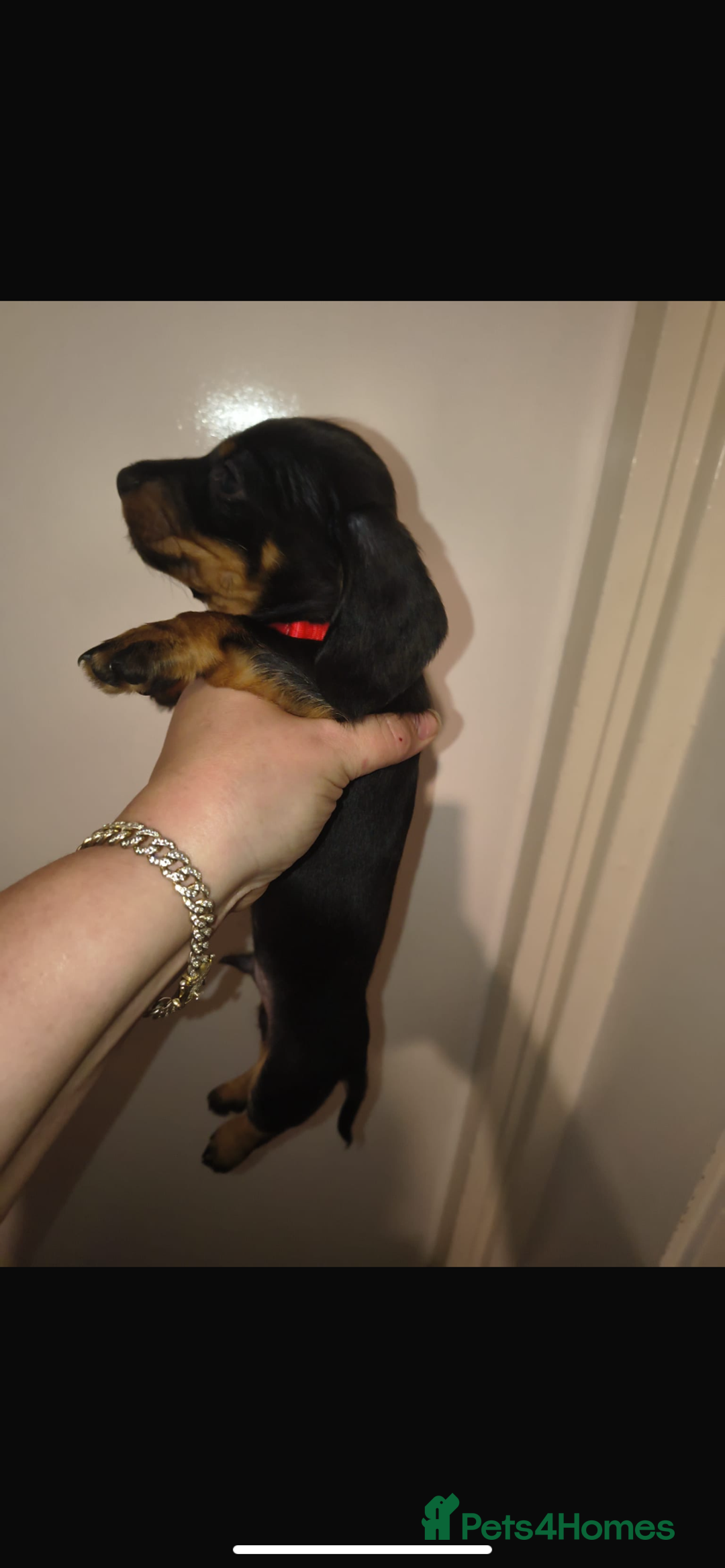 Dachshund dogs for sale: 6 miniature dauchund puppies for sale  - Advert 5