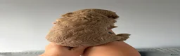 Cockapoo dogs for sale: Show quality litter of F2 cockerpoos 🌈 - Advert 10