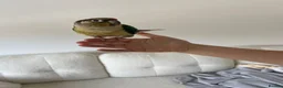Conures birds for sale: Green cheek conure  in Hartlepool - Advert 2