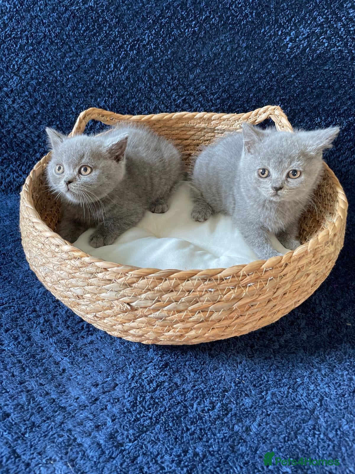 British Shorthair cats GCCF British Shorthair Kittens – Blue & Lilac - Advert 2