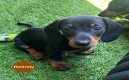 Miniature Dachshund dogs for sale: READY NOW Miniature Dachshund Smooth KC Boys - Image 2