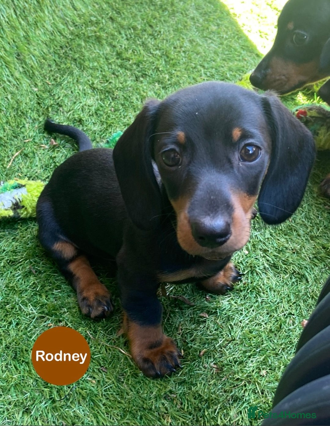 Miniature Dachshund dogs for sale: READY NOW Miniature Dachshund Smooth KC Boys - Image 2