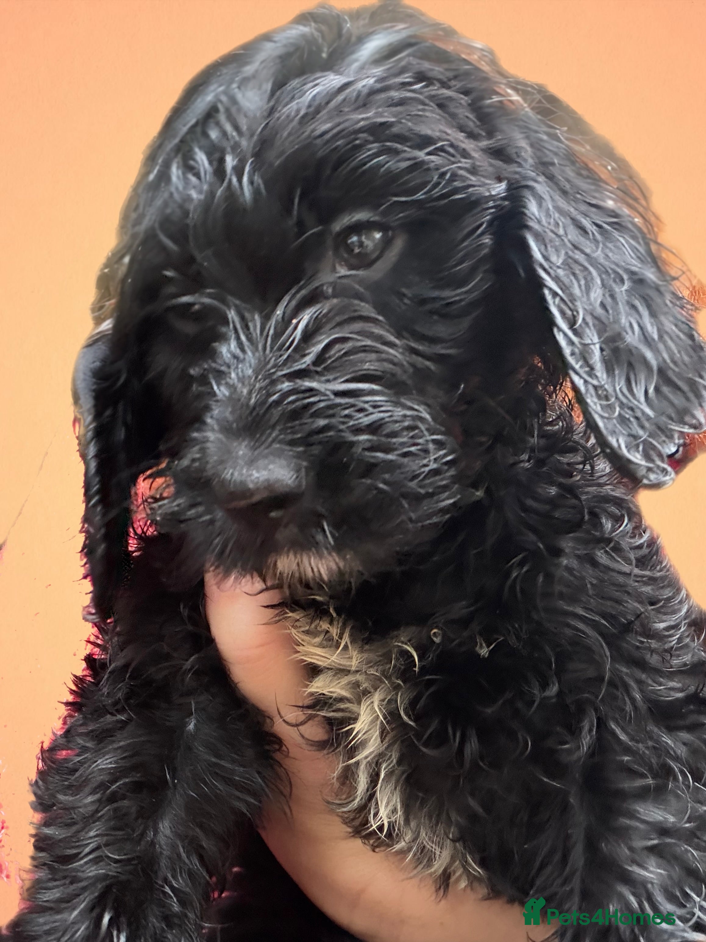 Mixed Breed dogs for sale: Stunning litter of Gordon Doodles. - Advert 2