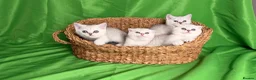 Scottish Fold cats for sale: Scottish fold/straight kittens - Advert 18