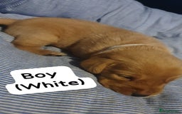 Labrador Retriever dogs for sale: Fox red labrador puppies - Advert 9