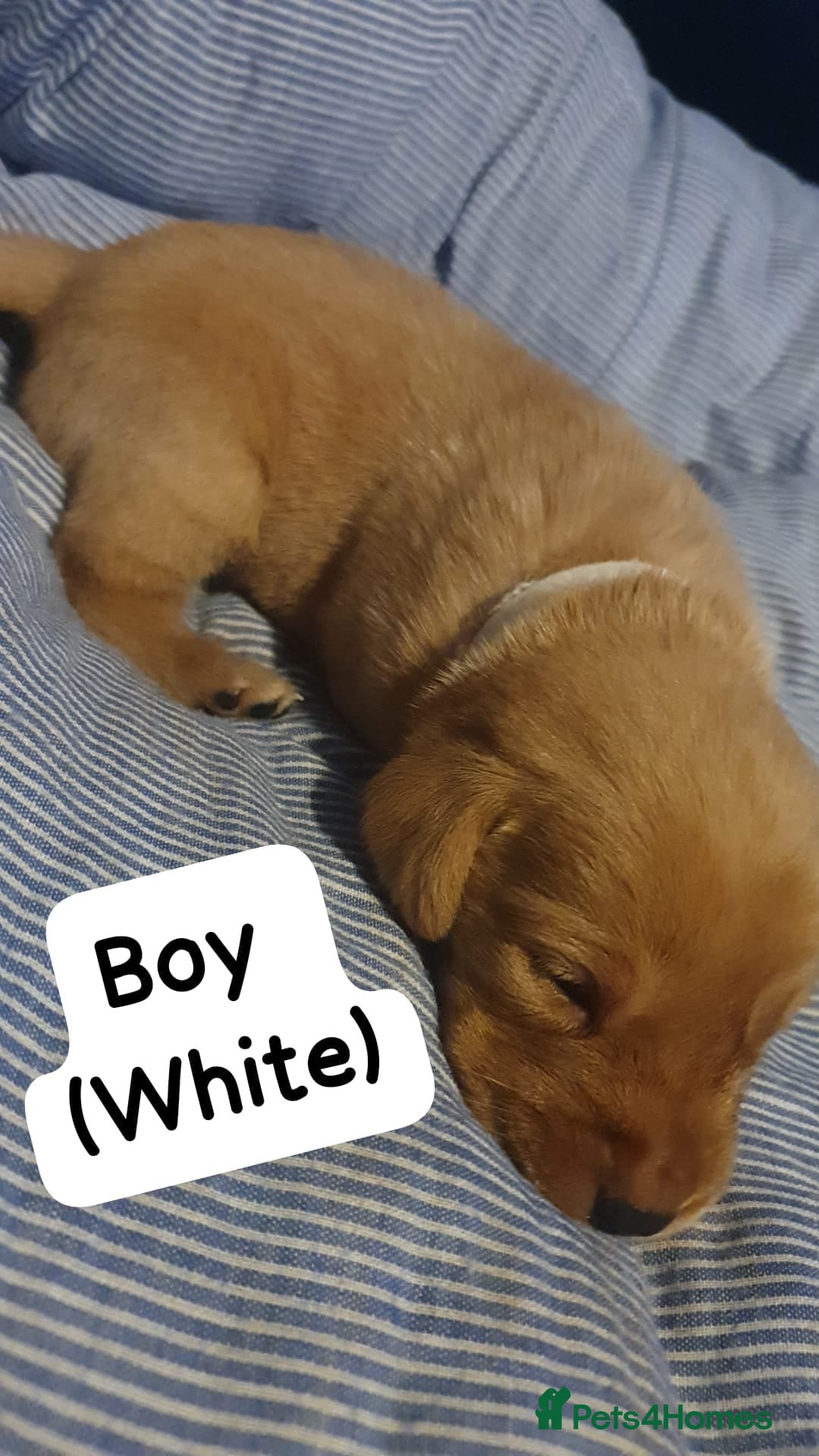 Labrador Retriever dogs for sale: Fox red labrador puppies - Advert 9