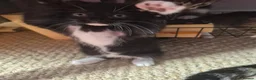 Mixed Breed cats for sale: Kittens - Advert 3