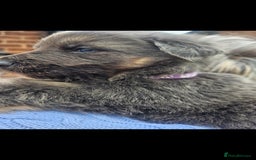 German Shepherd dogs for stud: German shepherd  - Image 14