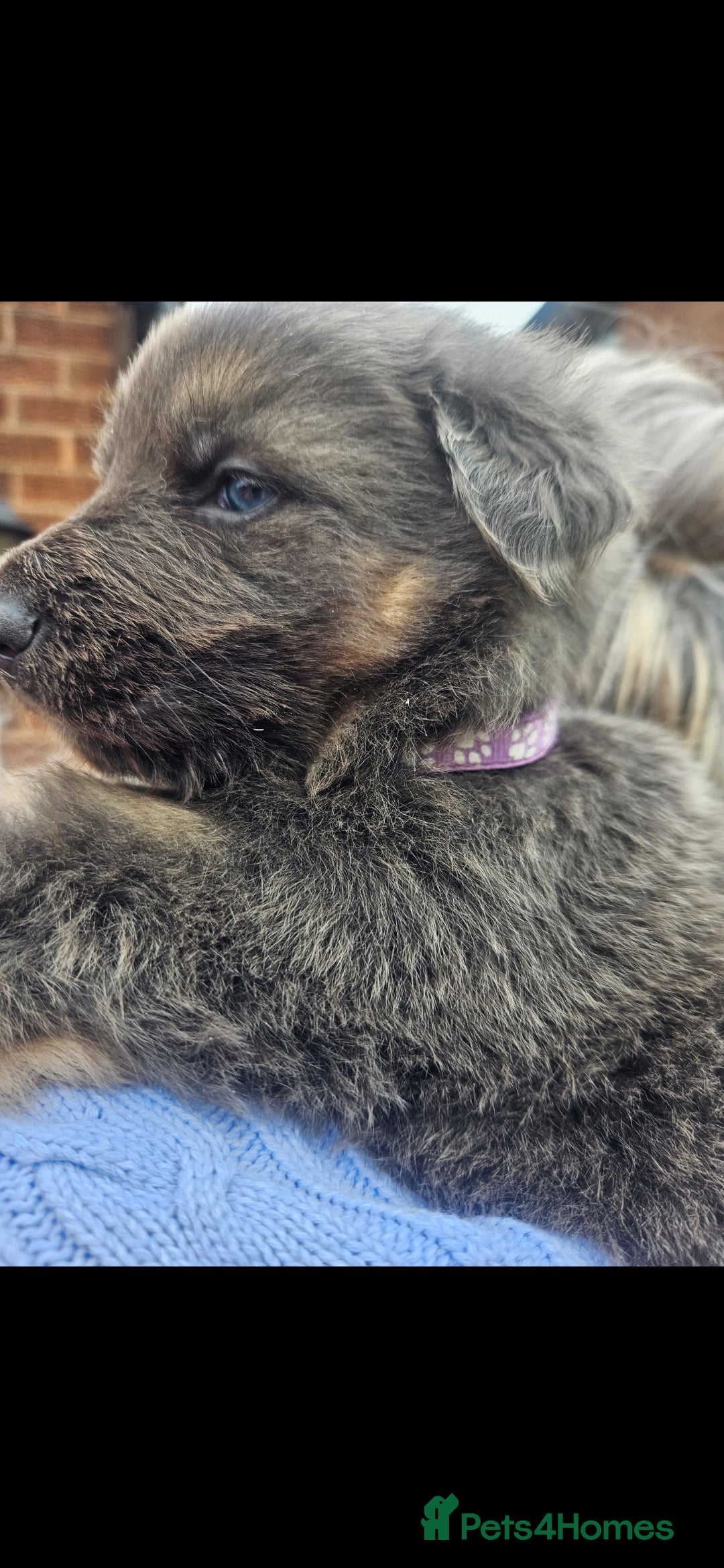 German Shepherd dogs for stud: German shepherd  - Image 14