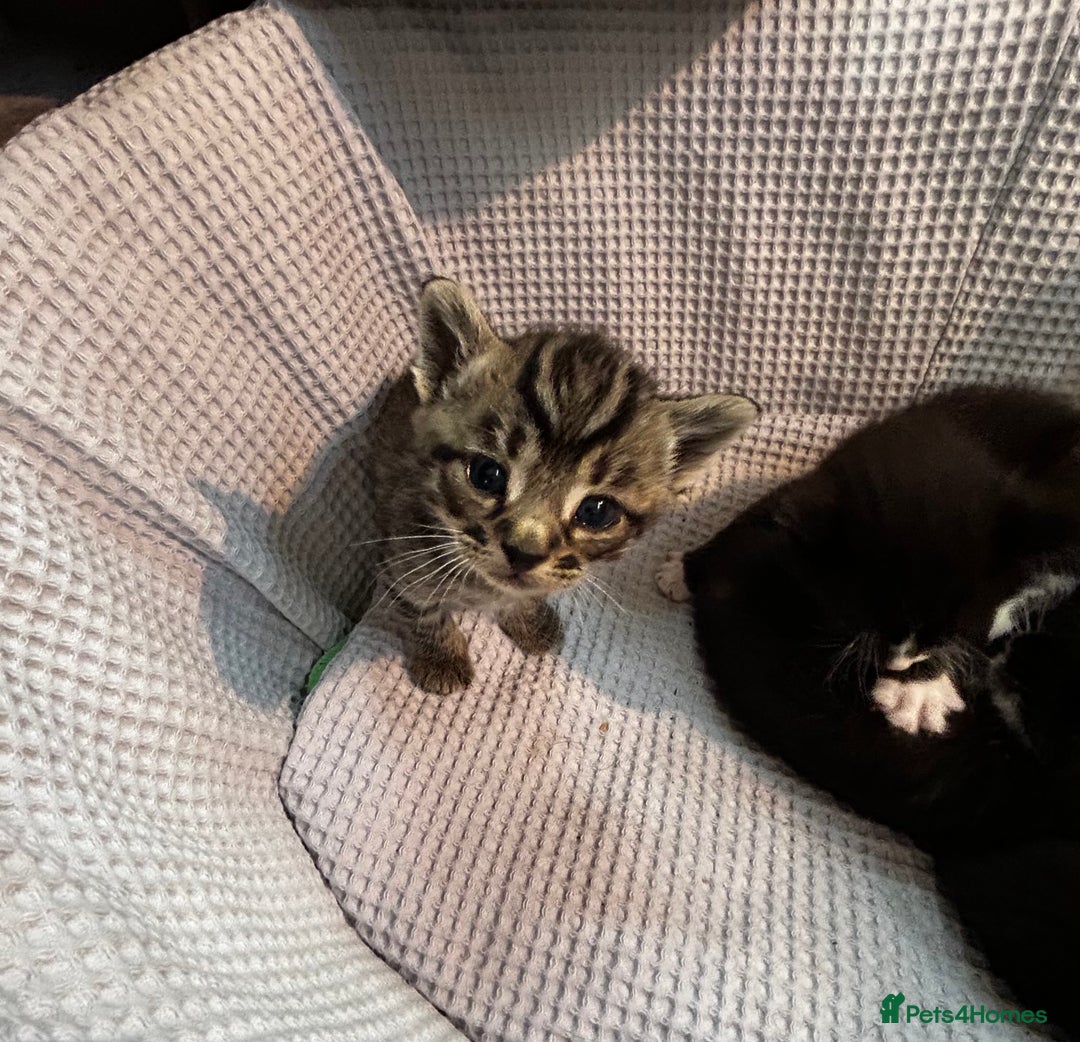 Mixed Breed cats for sale: Kittens for sale - 5 - Mixed breed - Advert 3