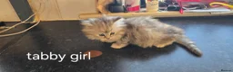 Ragdoll cats for sale: Adorable Ragdoll Kittens–Super Cuddly teddy bears - Advert 20