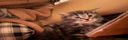 Norwegian Forest Cat cats for sale: Adorable Norwegian forest kittens for sale  - Advert 7