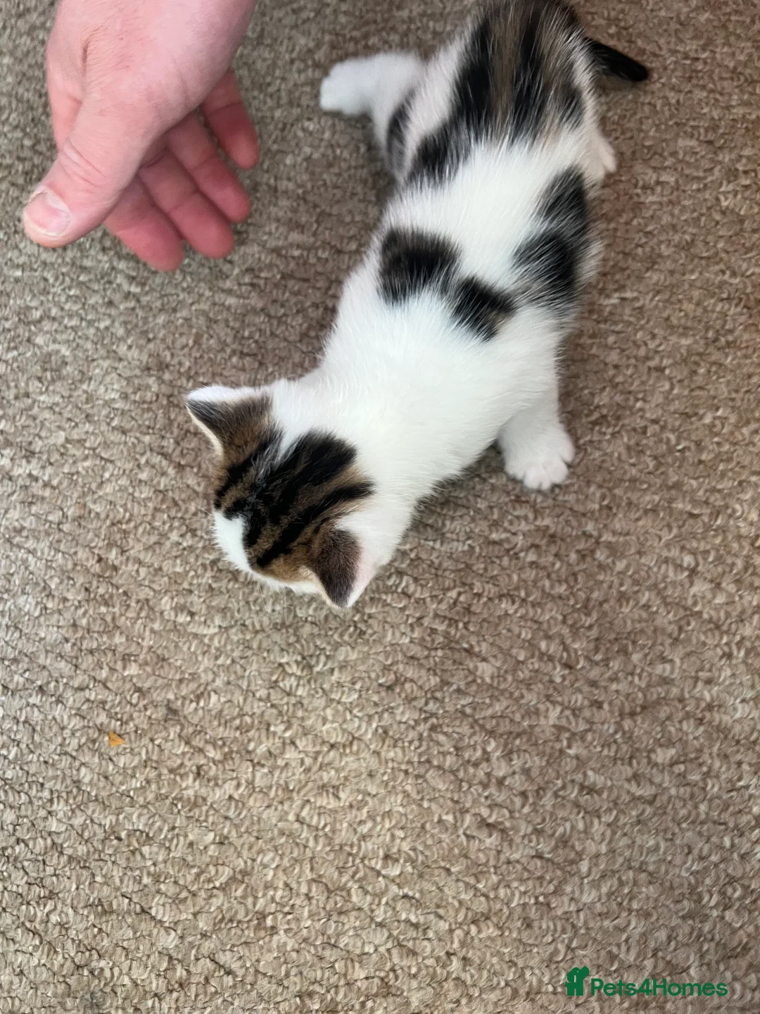 Mixed Breed cats for sale: 4 kittens available for sale - Advert 1