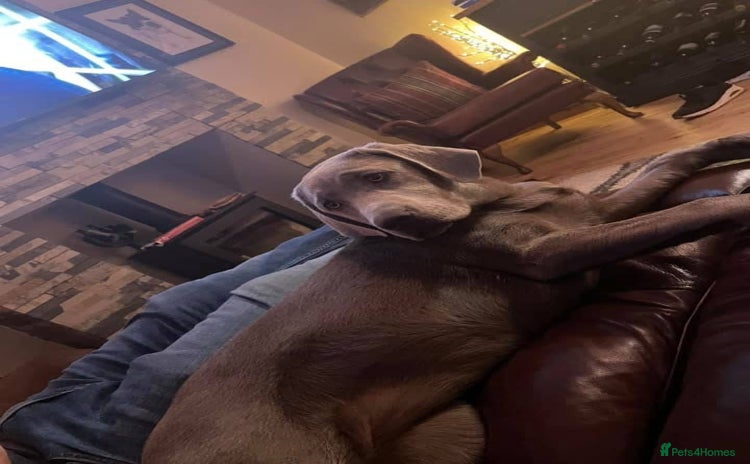 Labrador Retriever dogs - Advert 2