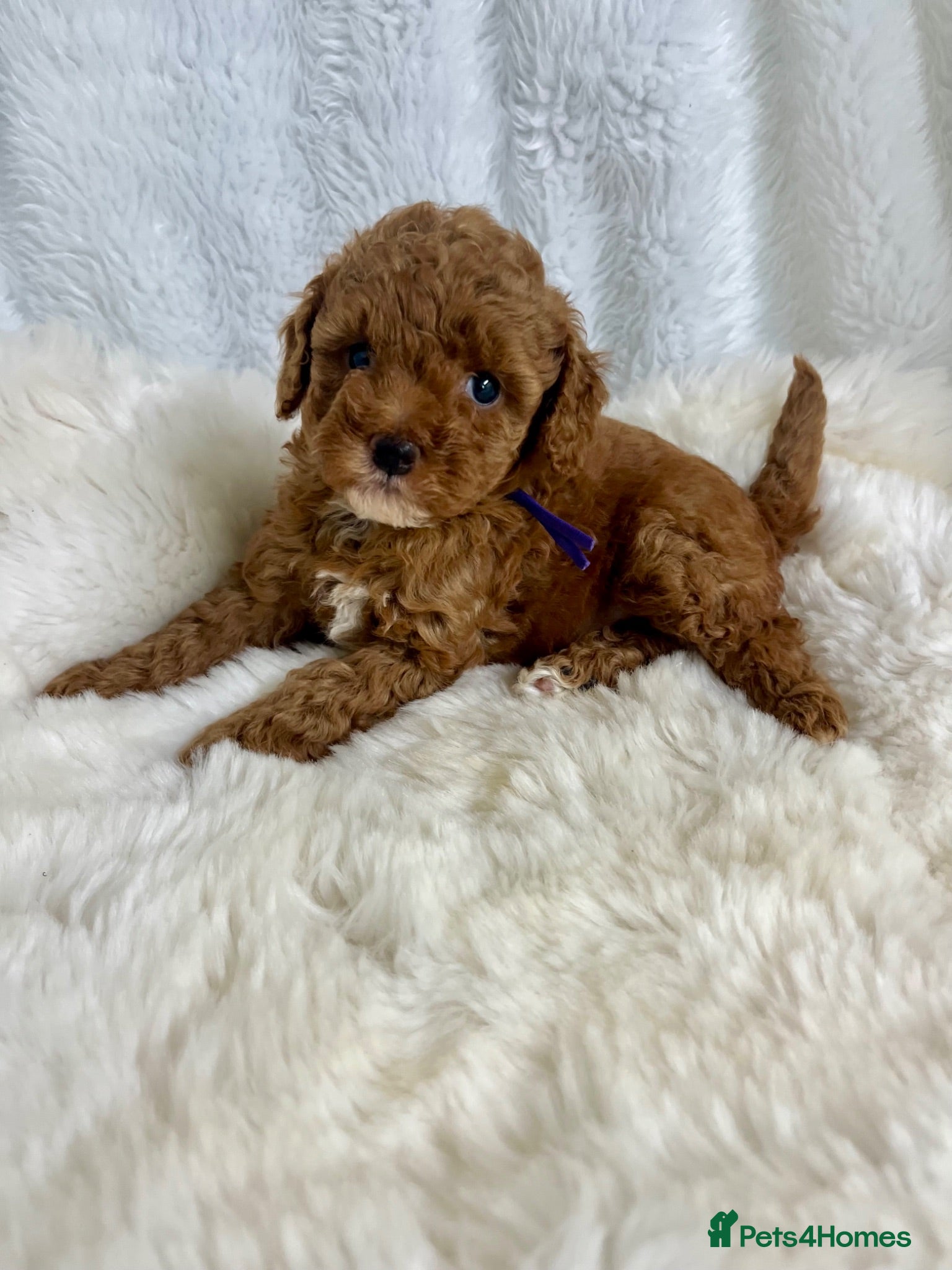 Cavapoo dogs ⭐ Top quality, health tested Toy Cavapoo babies ⭐ - Advert 2