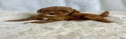 Cavapoo dogs for sale: ⭐ Top quality, health tested Toy Cavapoo babies ⭐ - Advert 3
