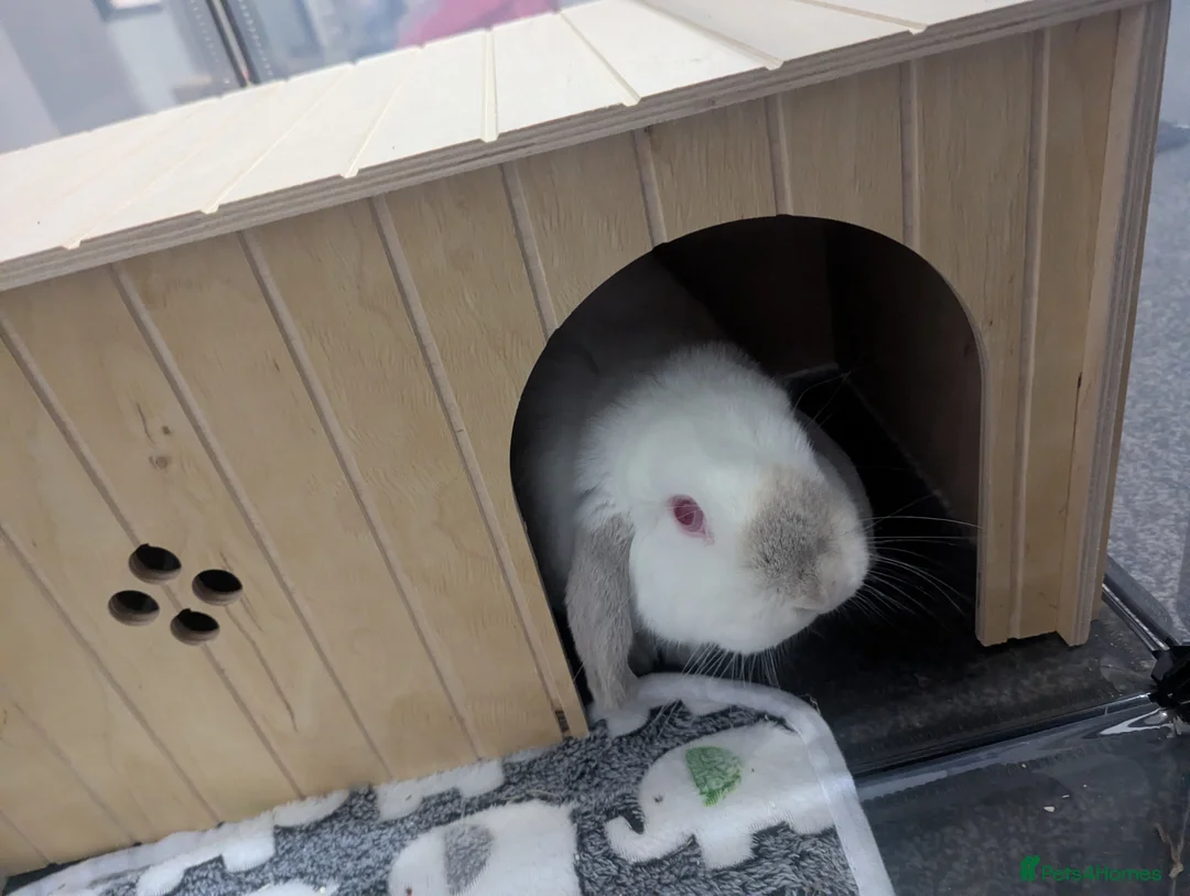 Mini Lop rabbits for sale: Gorgeous mini lop  - Advert 7
