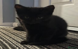 RagaMuffin cats for sale: Ragamuffin kittens  - Image 11