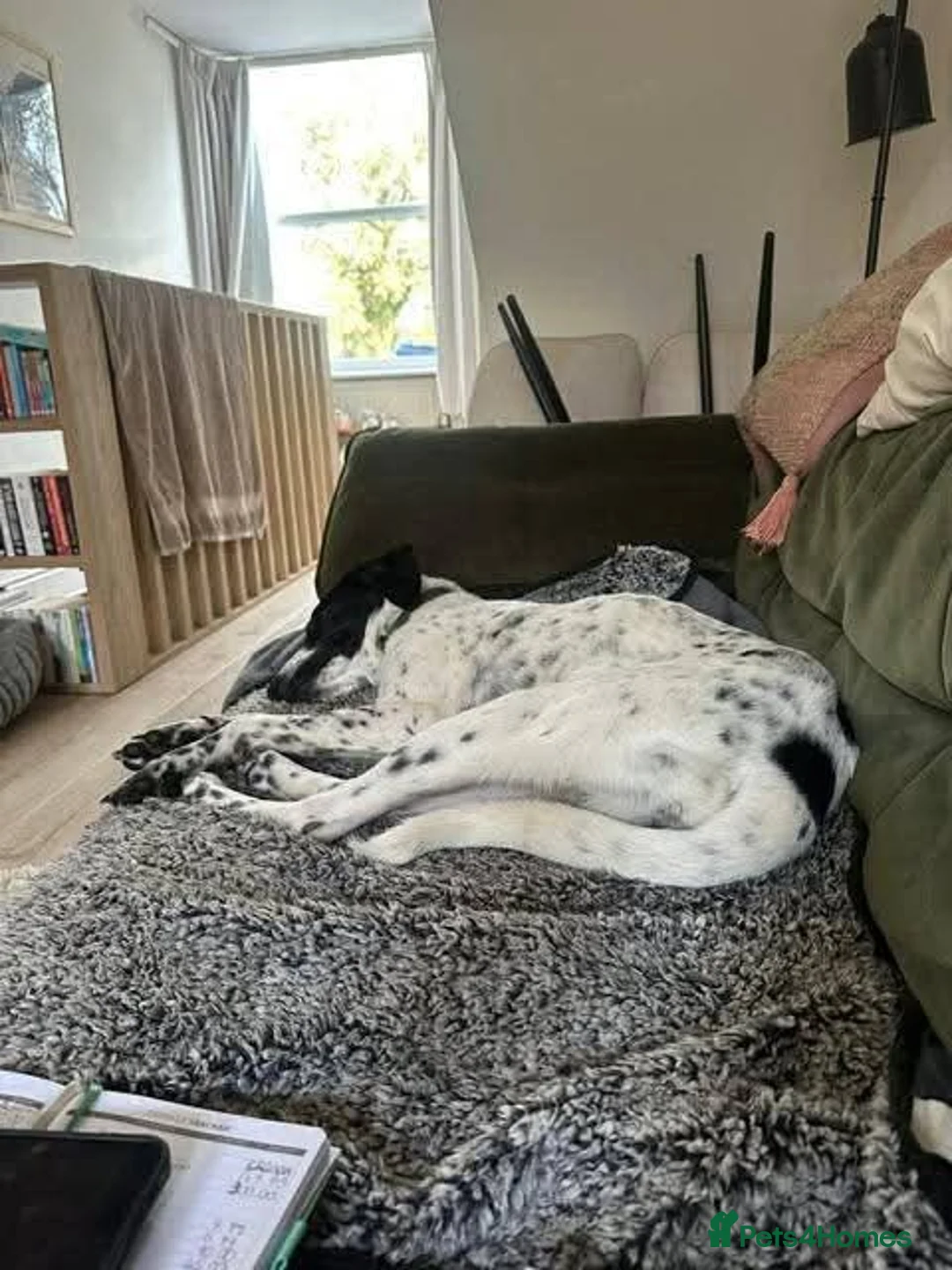 Mixed Breed dogs for adoption: Meet Annabel, currently residing in Hertfordshire  in Stevenage - Advert 8