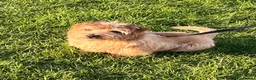 Norfolk Terrier dogs for sale: Lovely sweet boy - Advert 1