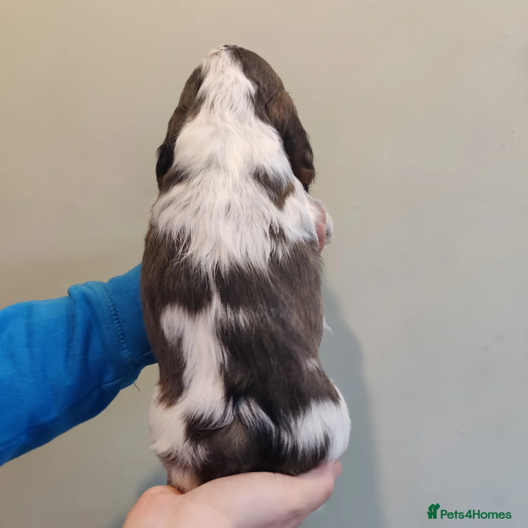 Cocker Spaniel dogs for sale: KC Registered Show Type Cocker Spaniels  - Advert 28