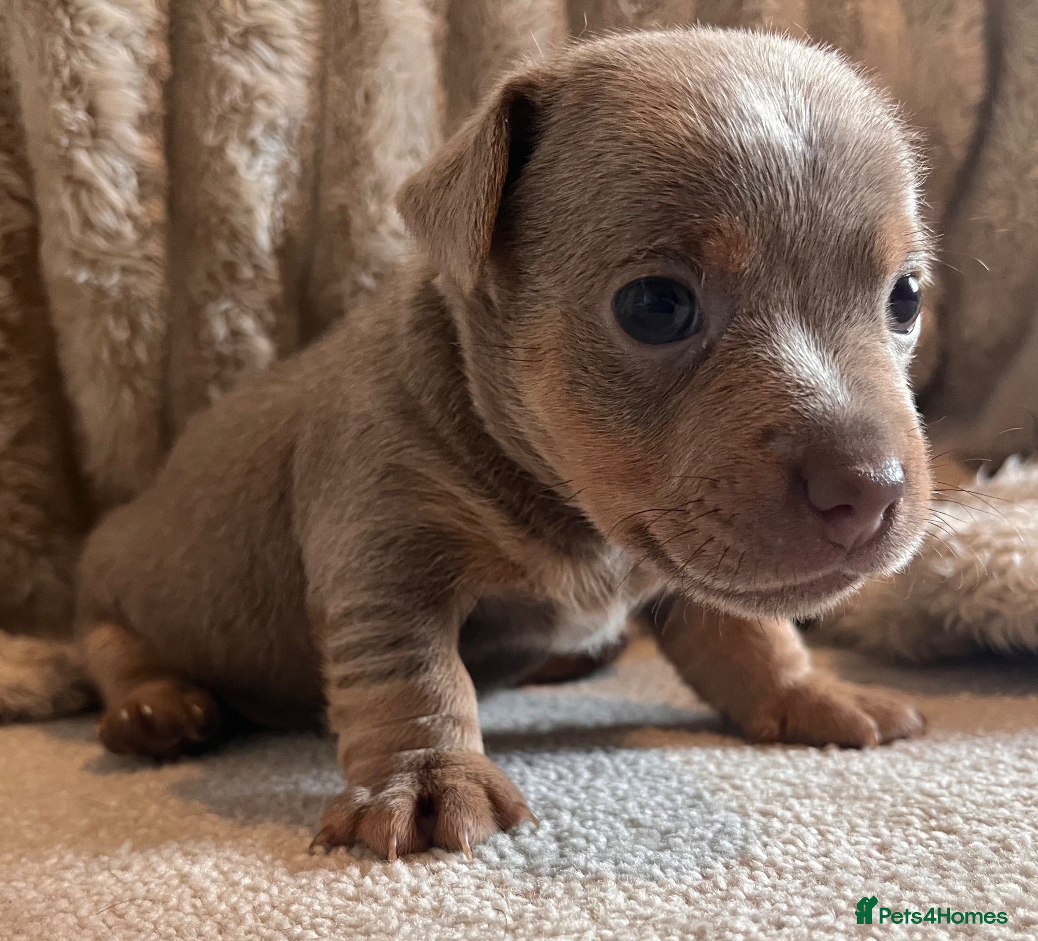 Jack Russell dogs Beautiful litter of lilac jack Russell’s  - Advert 2