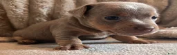 Jack Russell dogs for sale: Ready to leave lilac jack Russell’s  - Advert 18