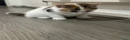 Mixed Breed cats for sale: Beautiful kittens - Advert 19