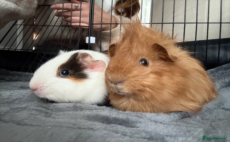 Guinea Pig rodents - Advert 13