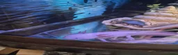 Axolotl reptiles for sale: Axolotl female  in Scunthorpe - Advert 2
