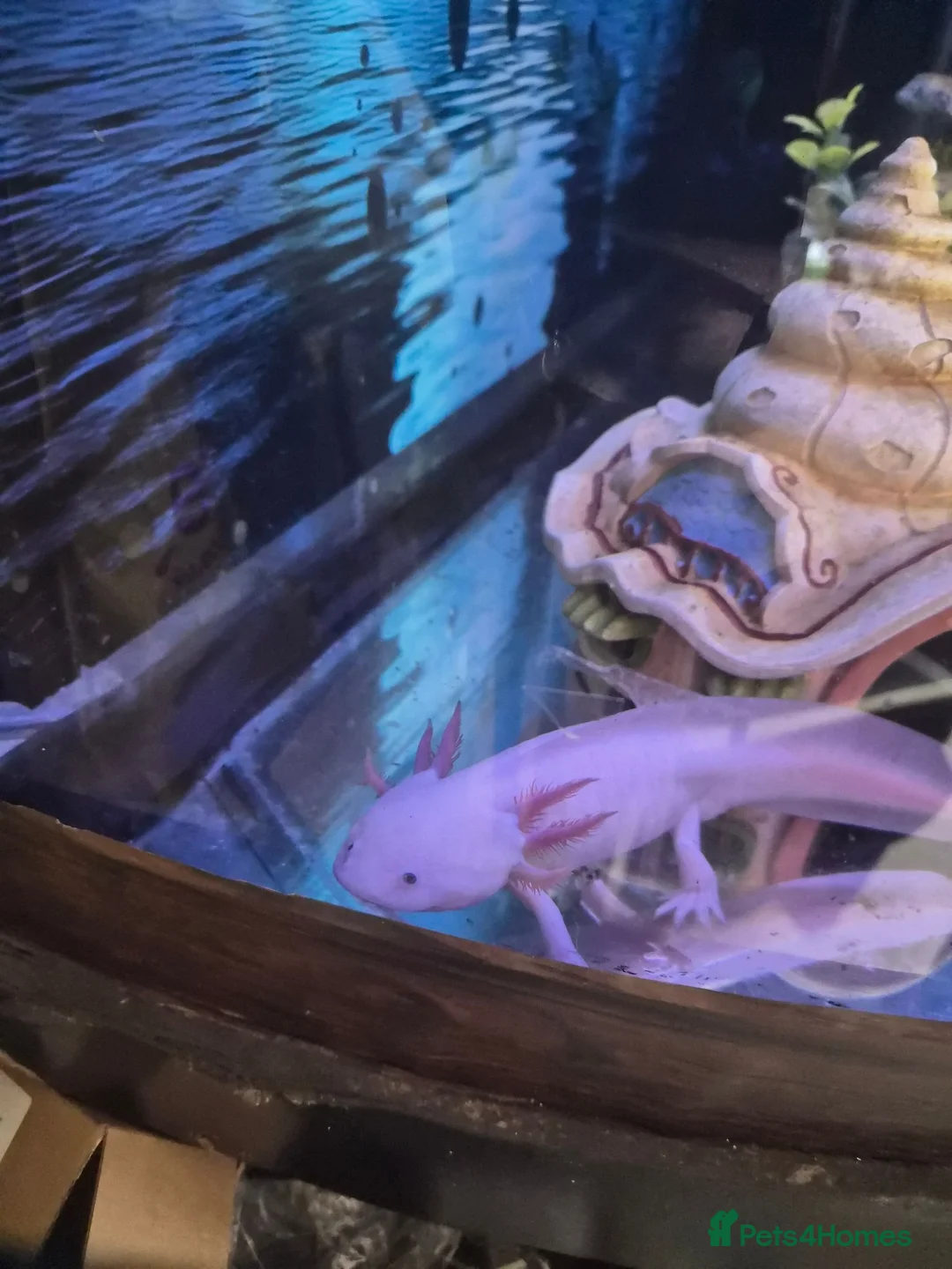 Axolotl reptiles for sale: Axolotl female  in Scunthorpe - Advert 2