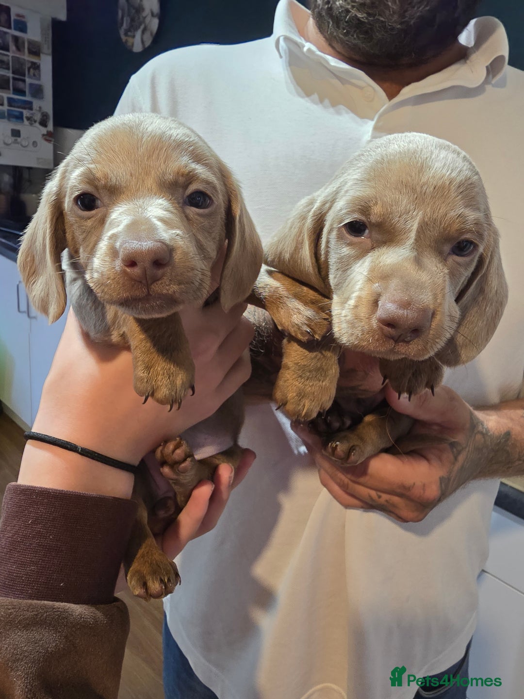 Dachshund dogs for sale: Short and long hair miniature dashund  - Image 15