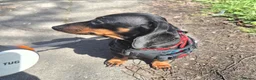 Miniature Dachshund dogs for sale: Wonderful litter of black & tan pups - Advert 8