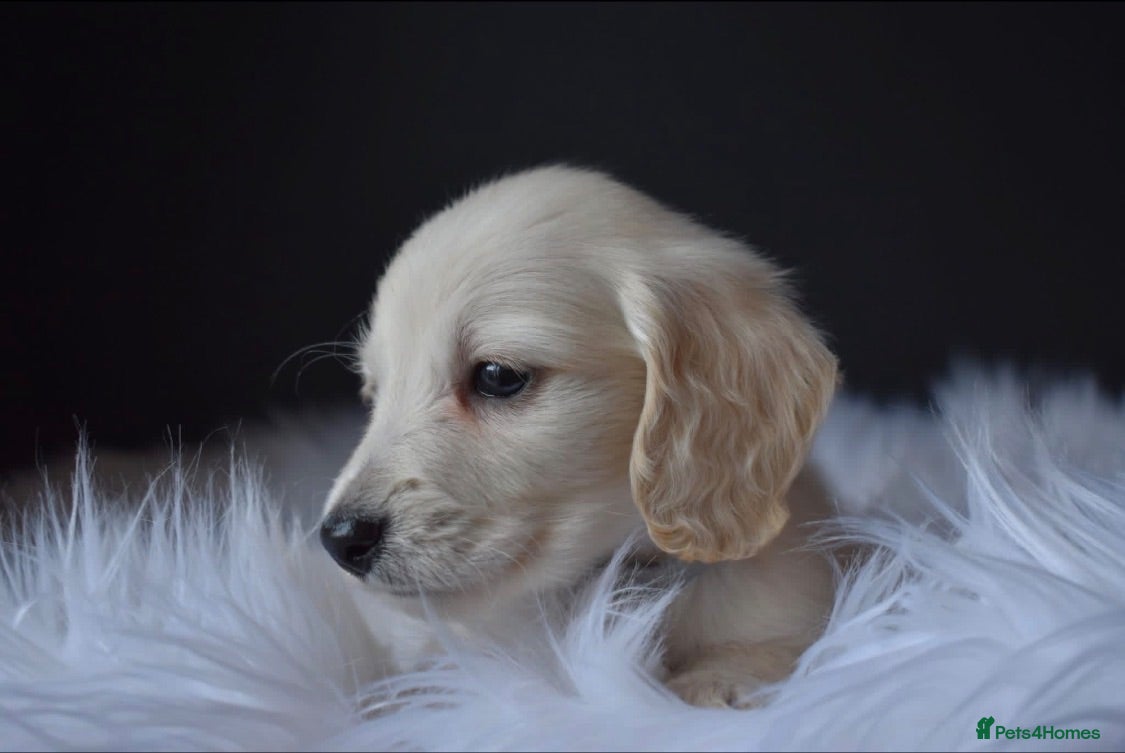 Miniature Dachshund dogs Cream quality miniature DACHSHUNDS - Advert 1